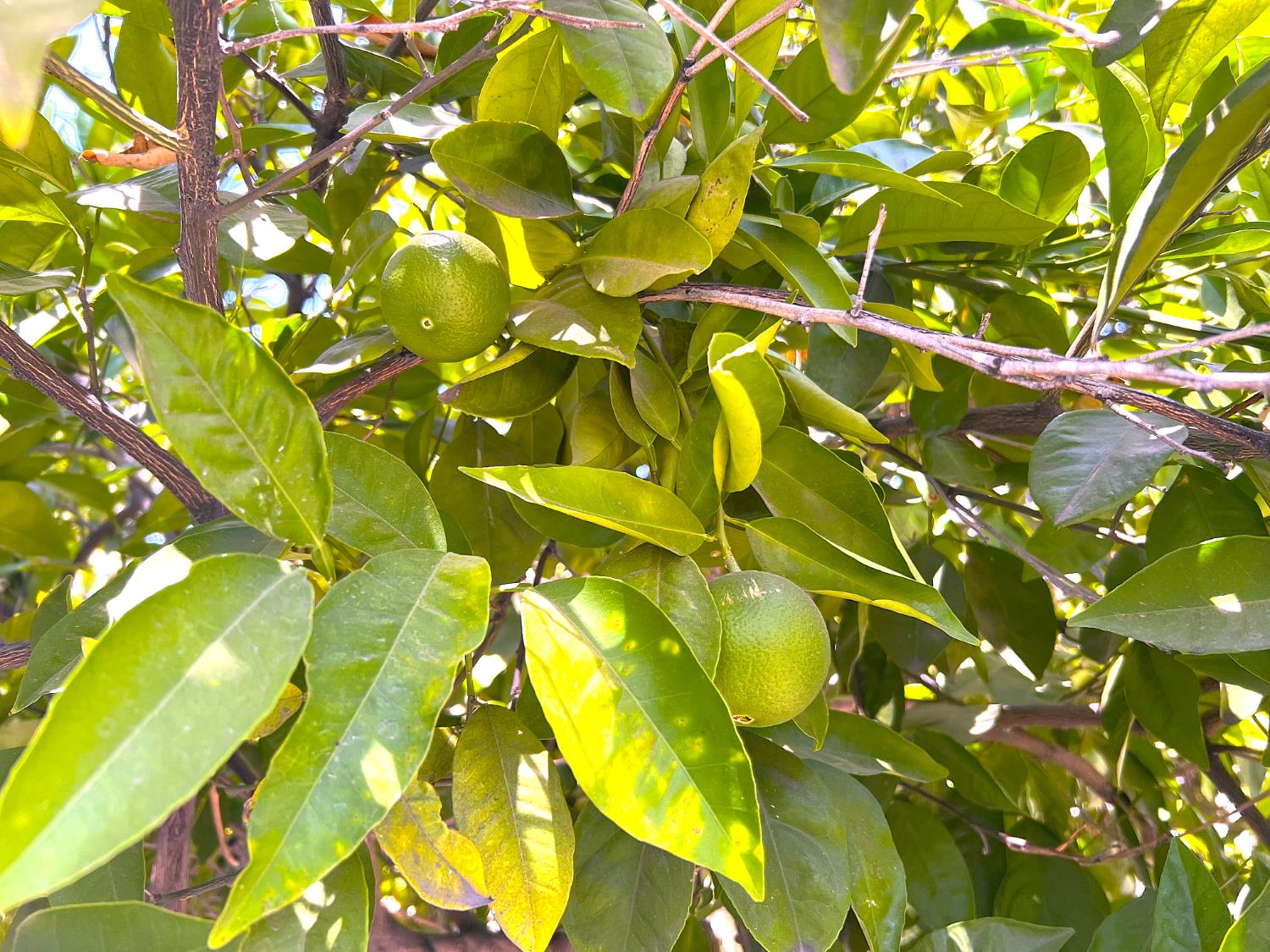 3223 E Madison Ave, Fresno, CA 93702